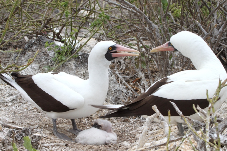 galapagos